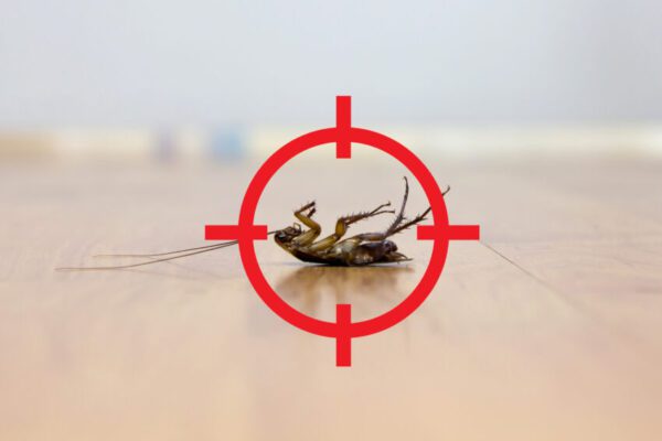 Why Pest Control Matters for UK Businesses Today